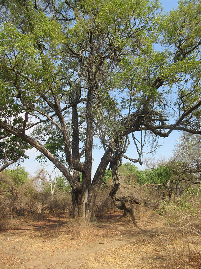Mfuwe