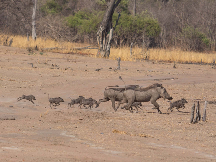 Mfuwe