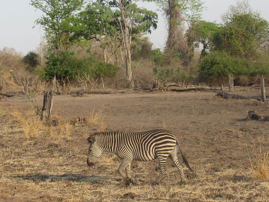 Mfuwe