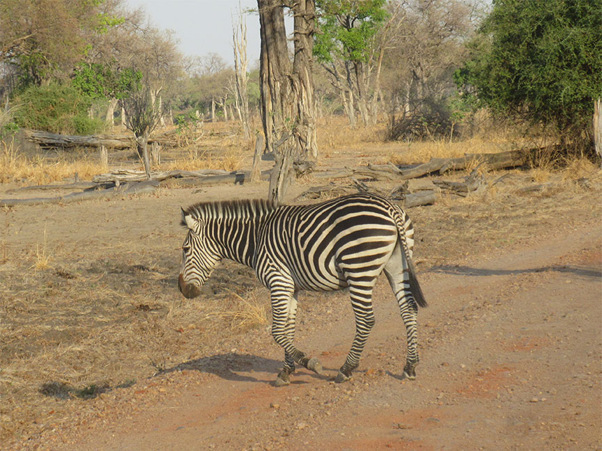 Mfuwe