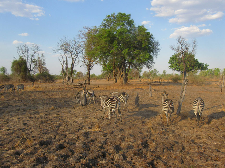 Mfuwe