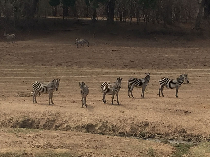 Mfuwe
