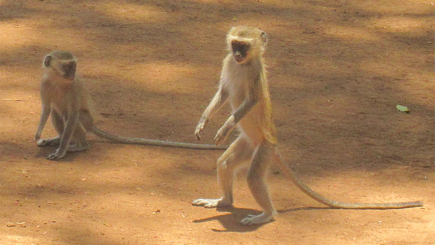 Wildlife Camp