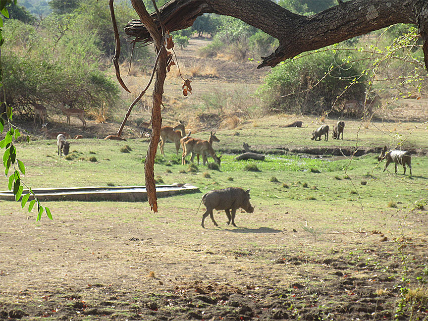 Wildlife Camp