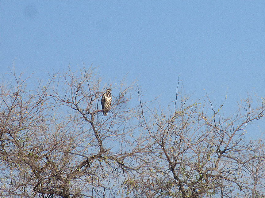 Wildlife Camp