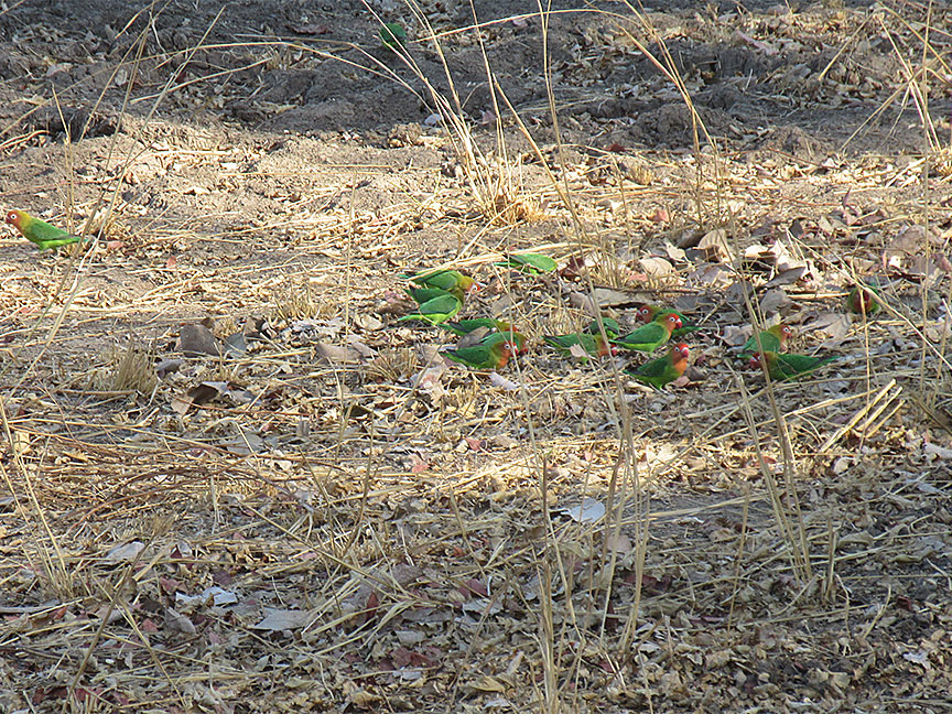 Wildlife Camp