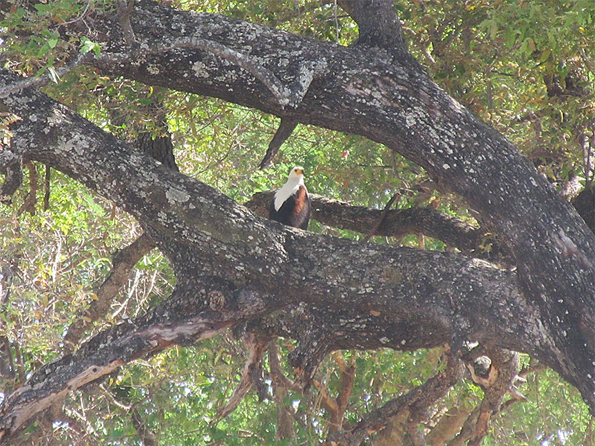 Wildlife Camp