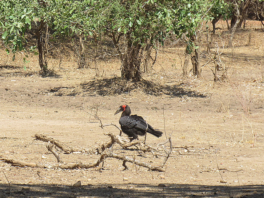 Wildlife Camp