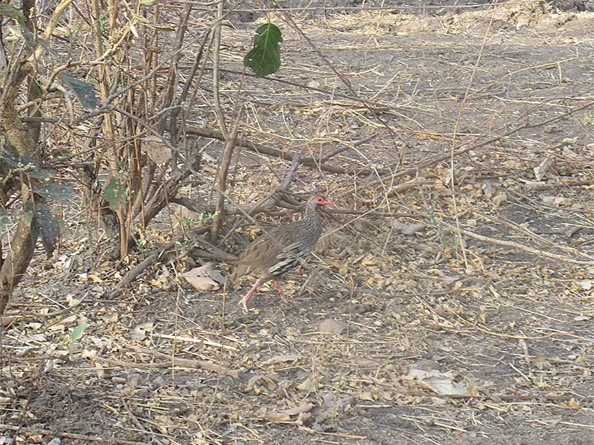 Wildlife Camp