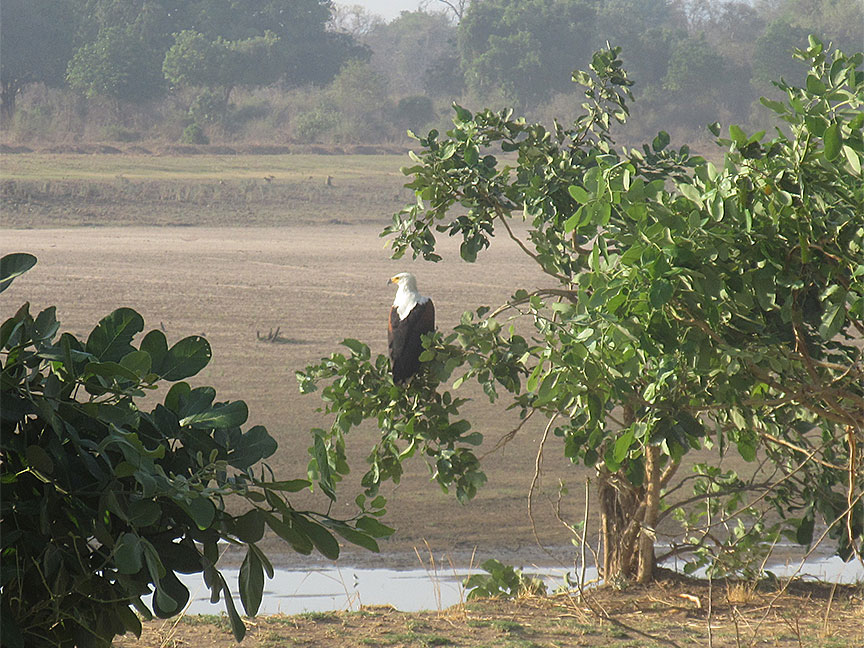 Wildlife Camp