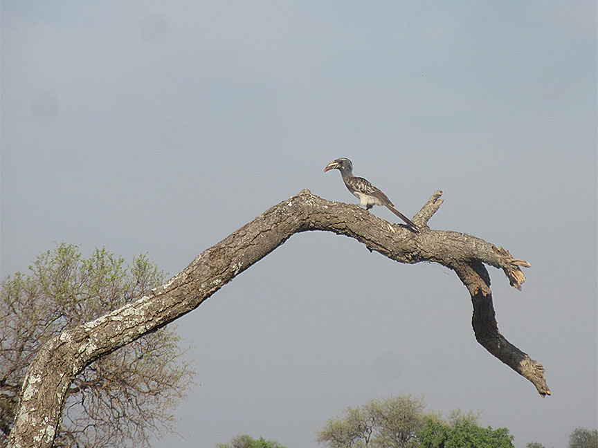 Wildlife Camp