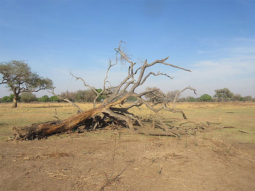 Wildlife Camp