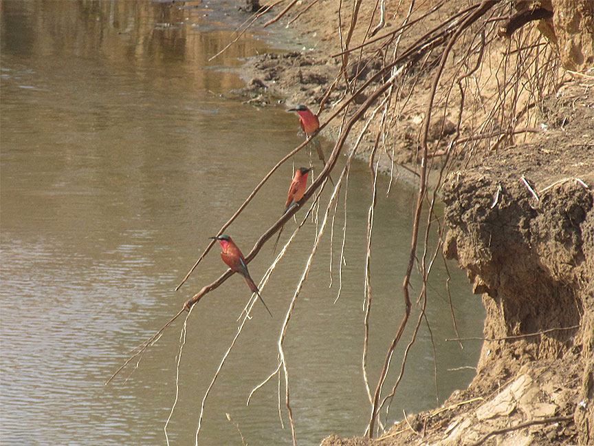 Wildlife Camp