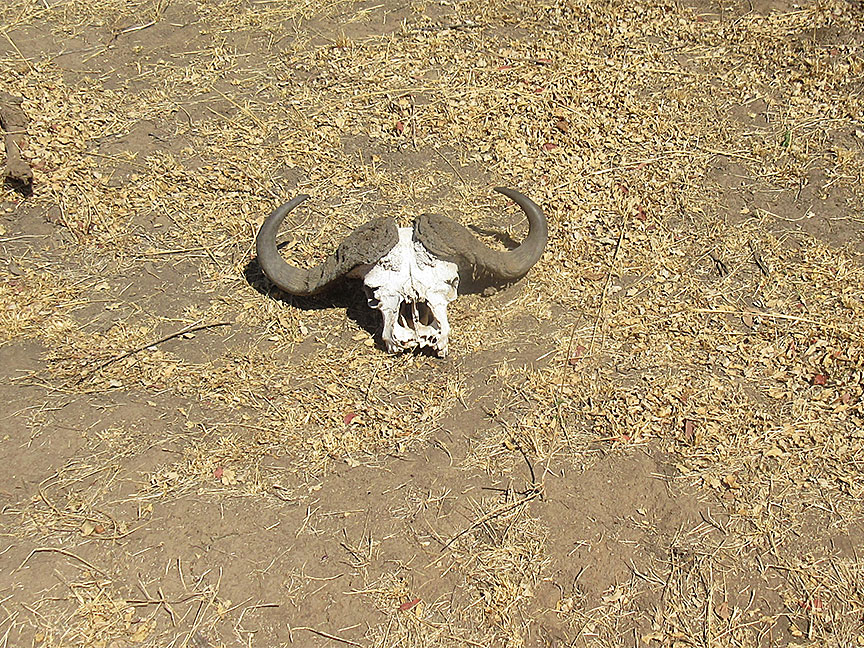 Wildlife Camp