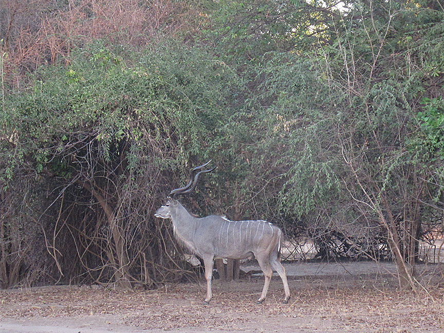 Wildlife Camp