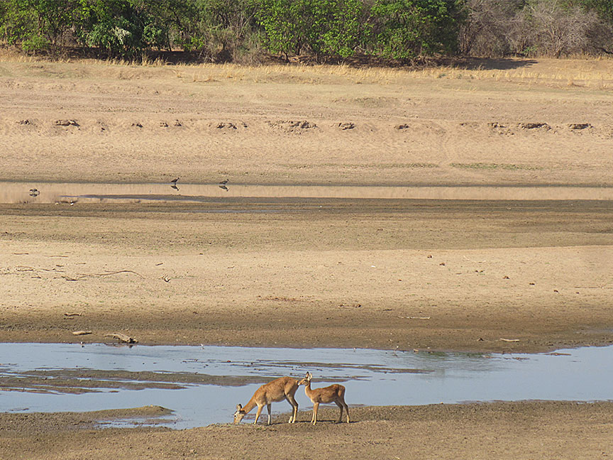 Wildlife Camp