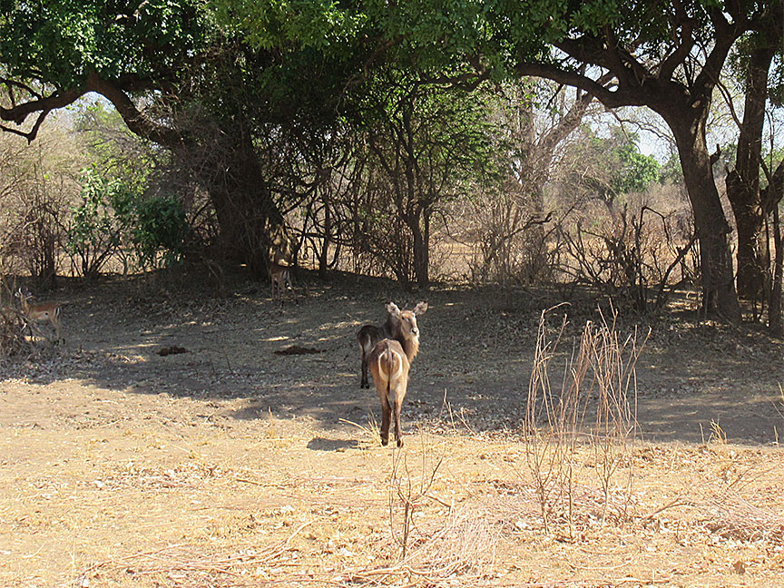 Wildlife Camp