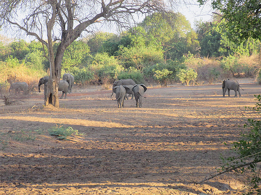 Wildlife Camp