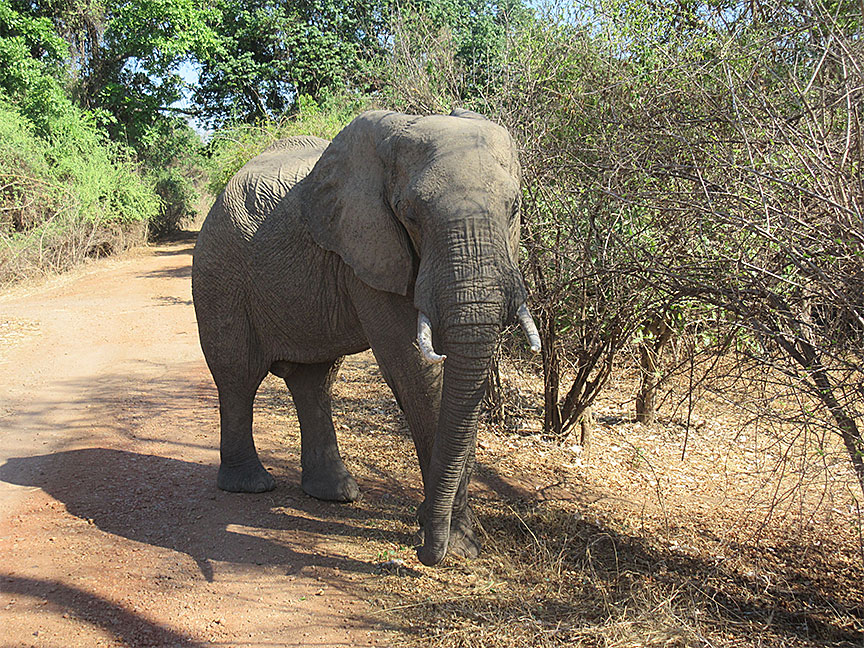 Wildlife Camp
