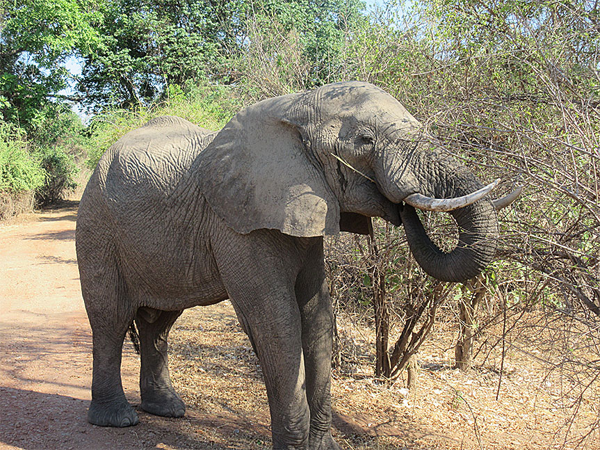 Wildlife Camp