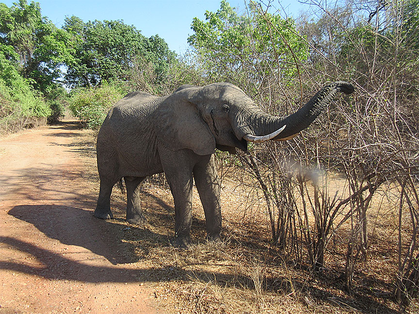 Wildlife Camp