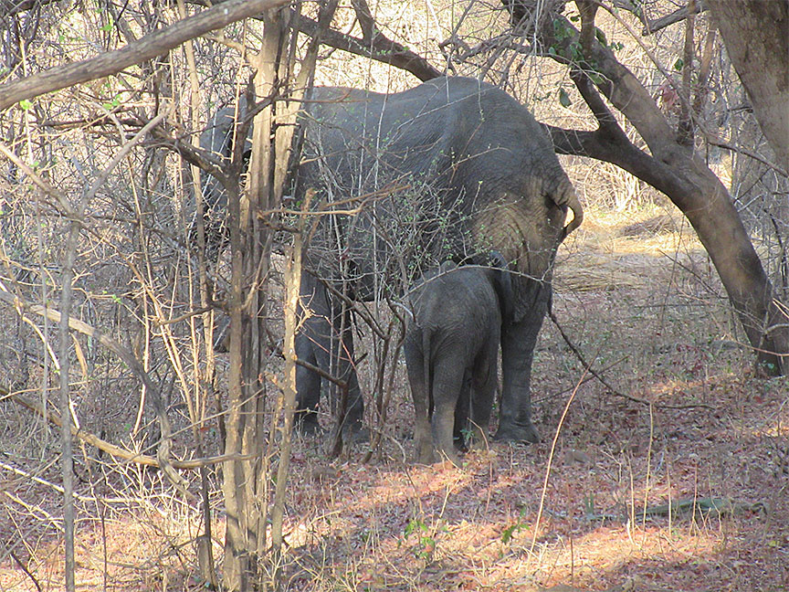 Wildlife Camp