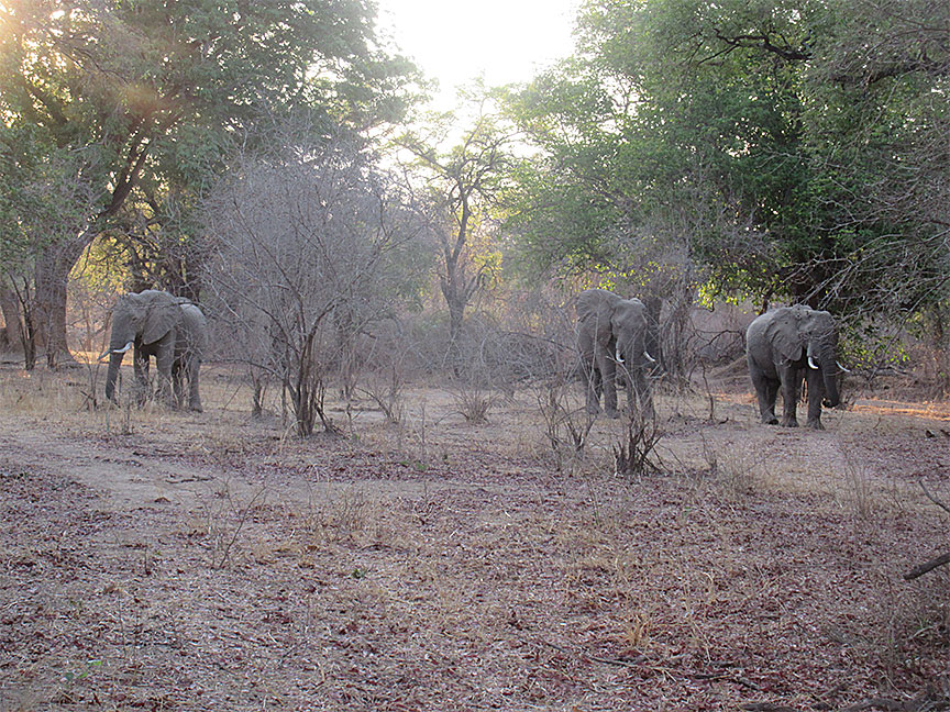 Wildlife Camp