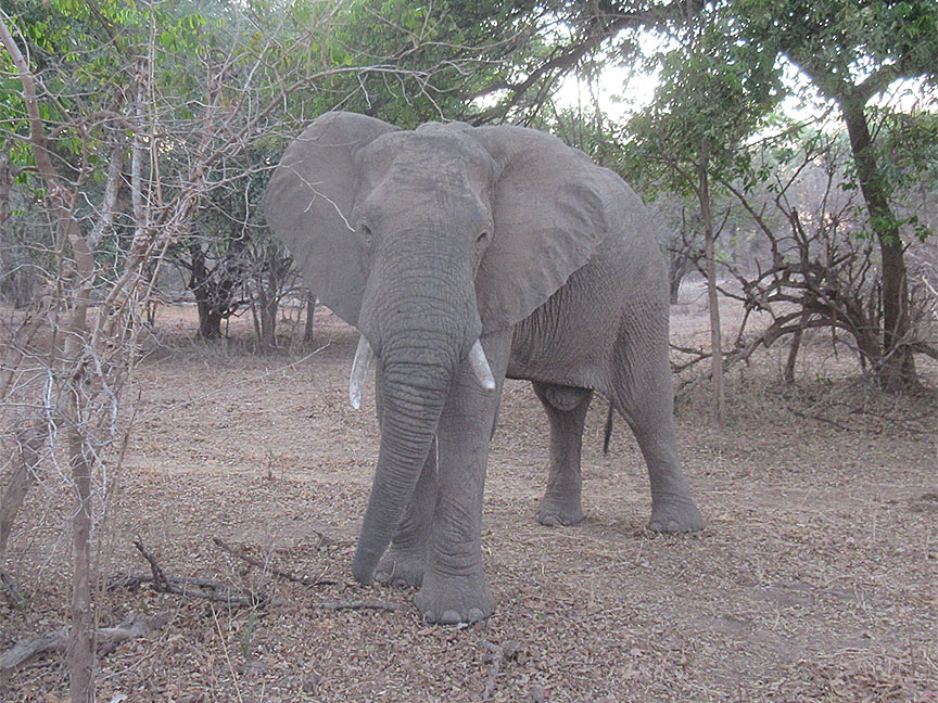 Wildlife Camp