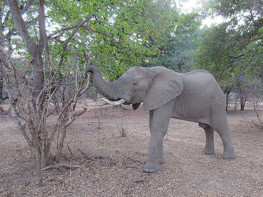 Wildlife Camp