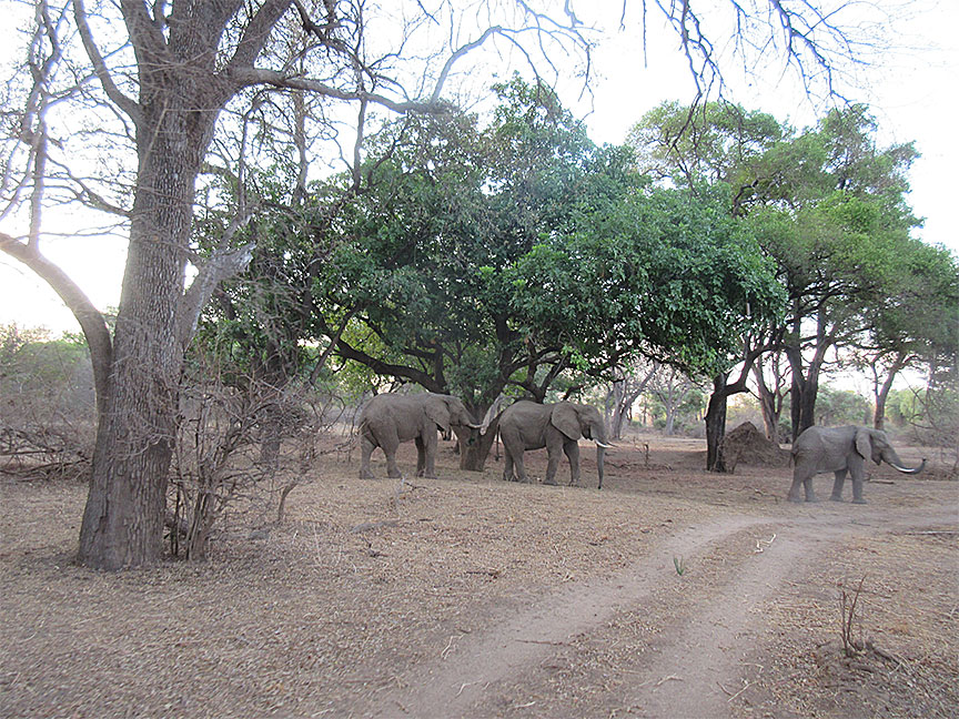 Wildlife Camp