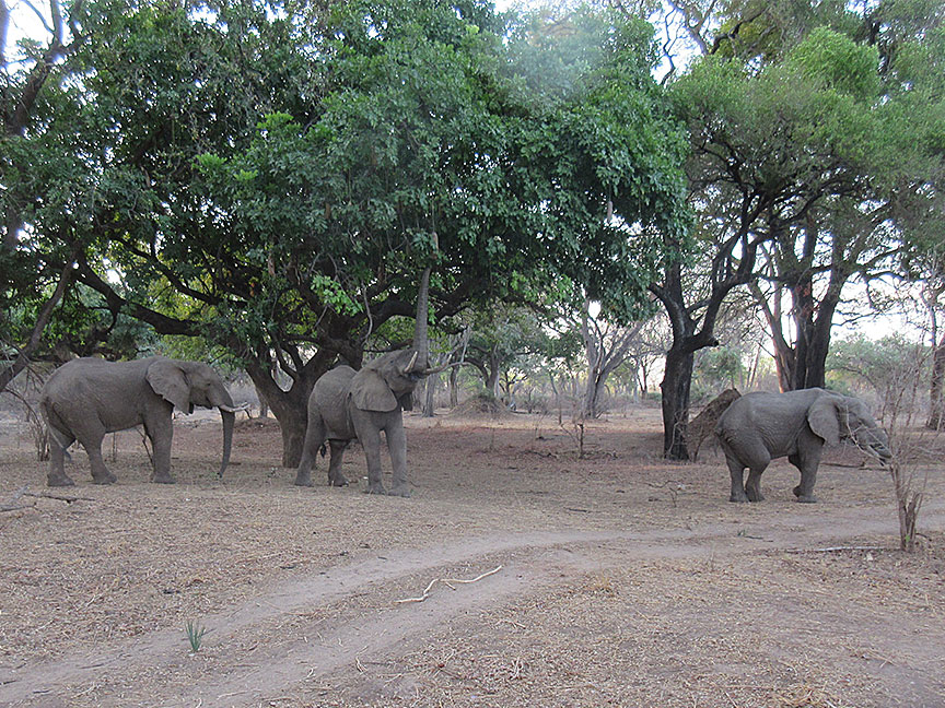 Wildlife Camp