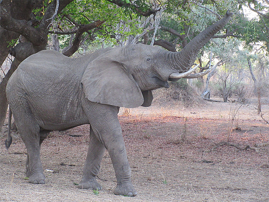 Wildlife Camp