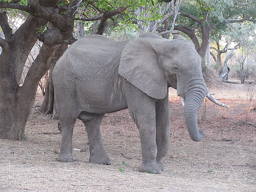 Wildlife Camp