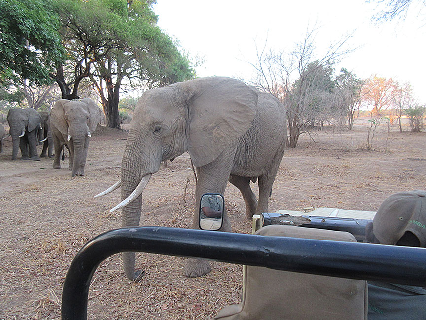 Wildlife Camp