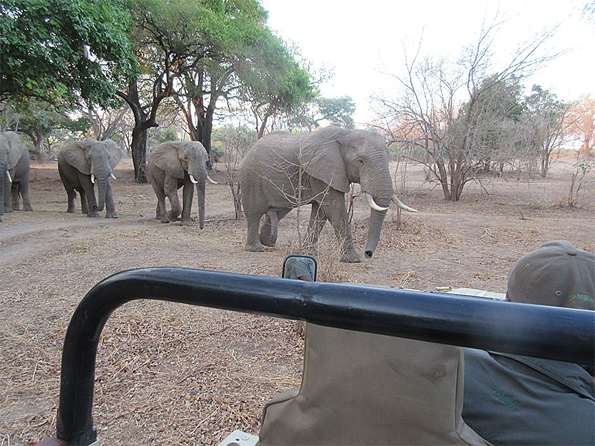 Wildlife Camp