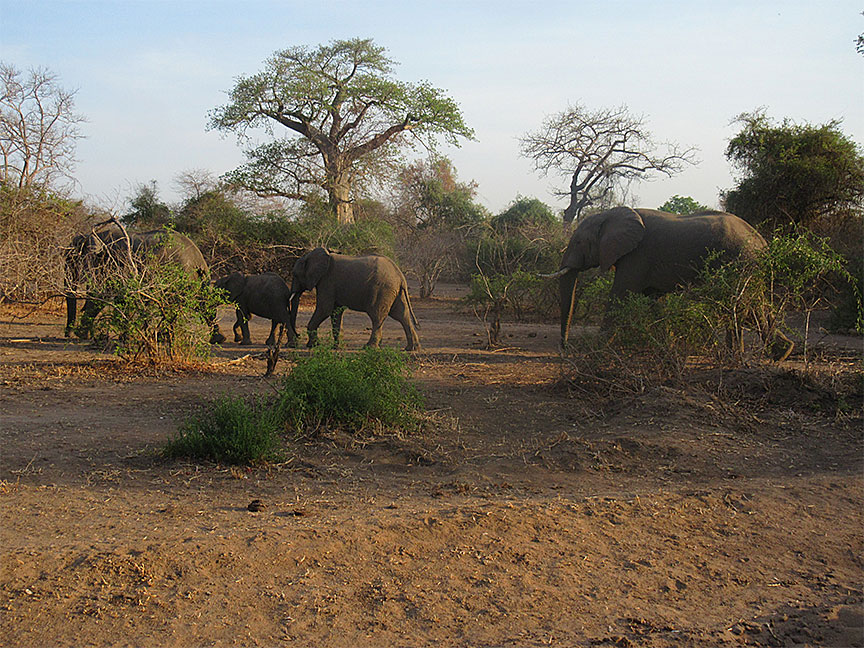 Wildlife Camp