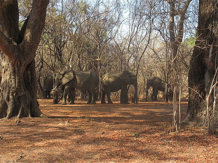 Wildlife Camp