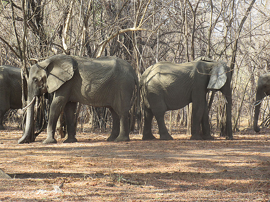 Wildlife Camp