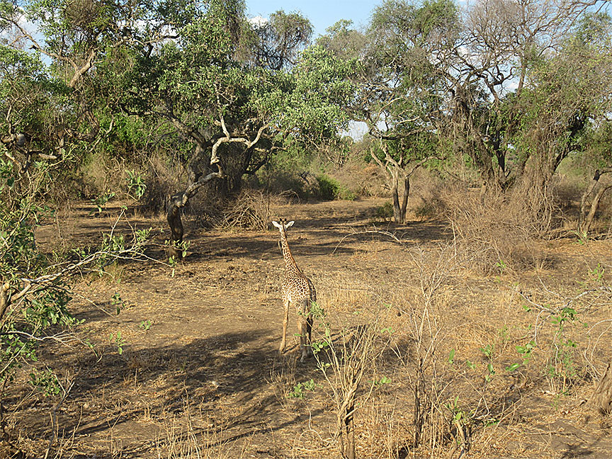 Wildlife Camp