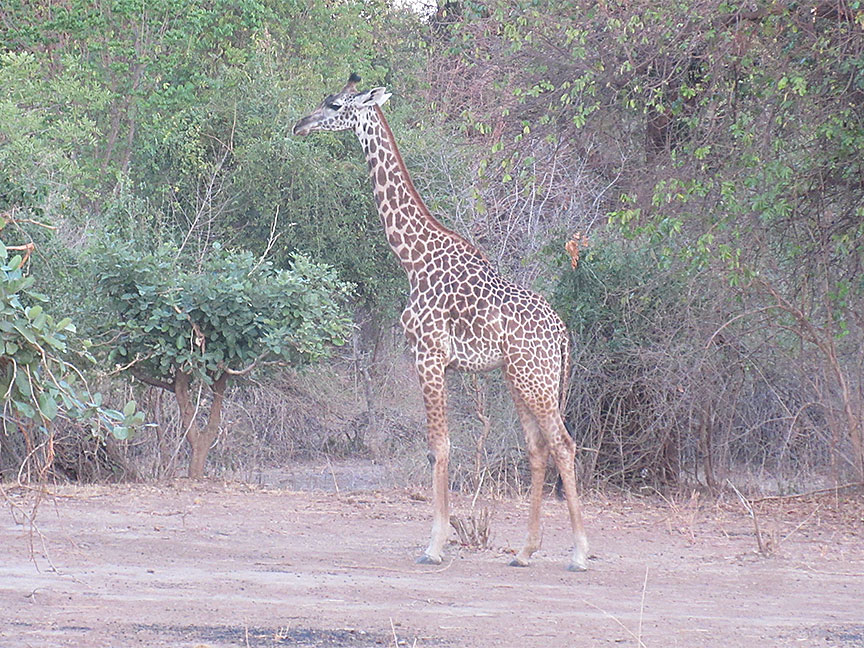 Wildlife Camp