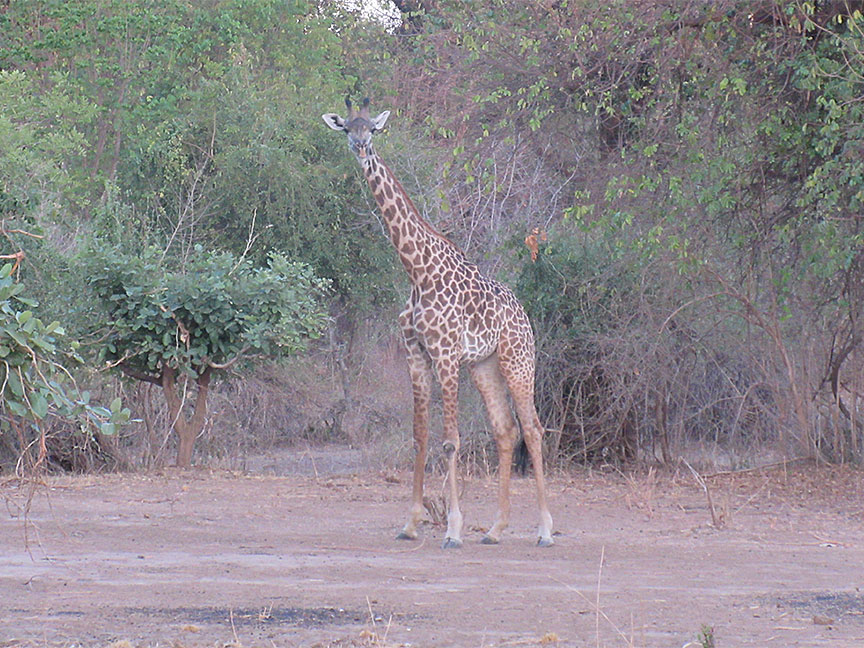 Wildlife Camp