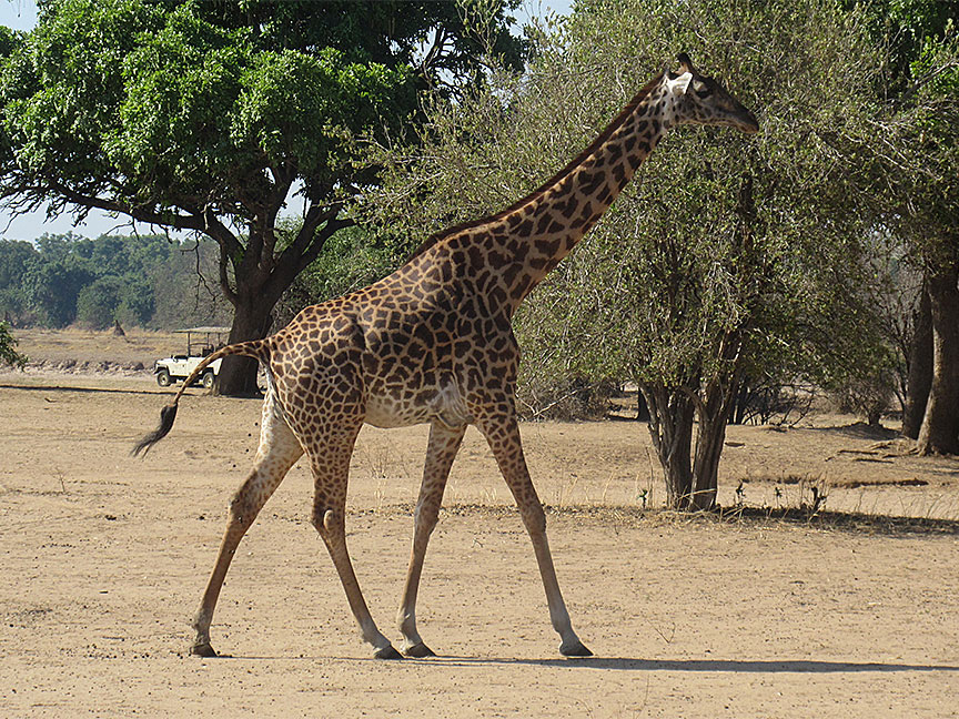 Wildlife Camp
