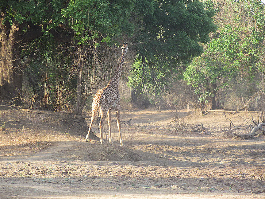 Wildlife Camp