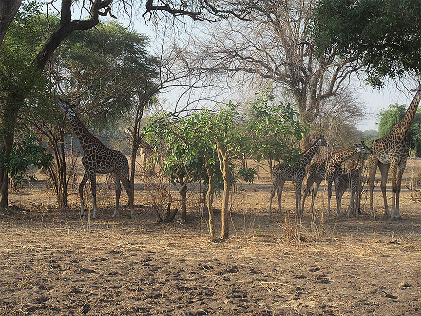 Wildlife Camp