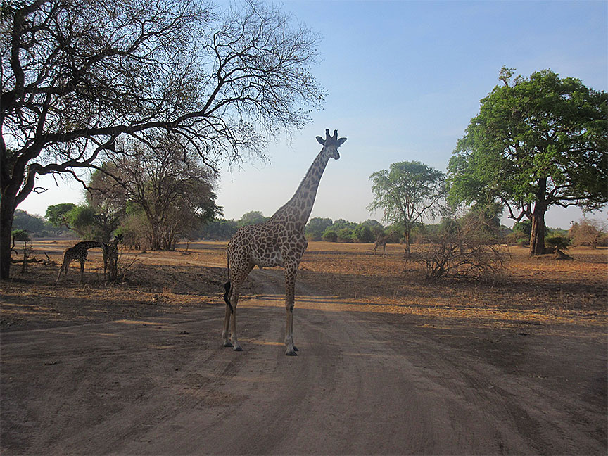 Wildlife Camp