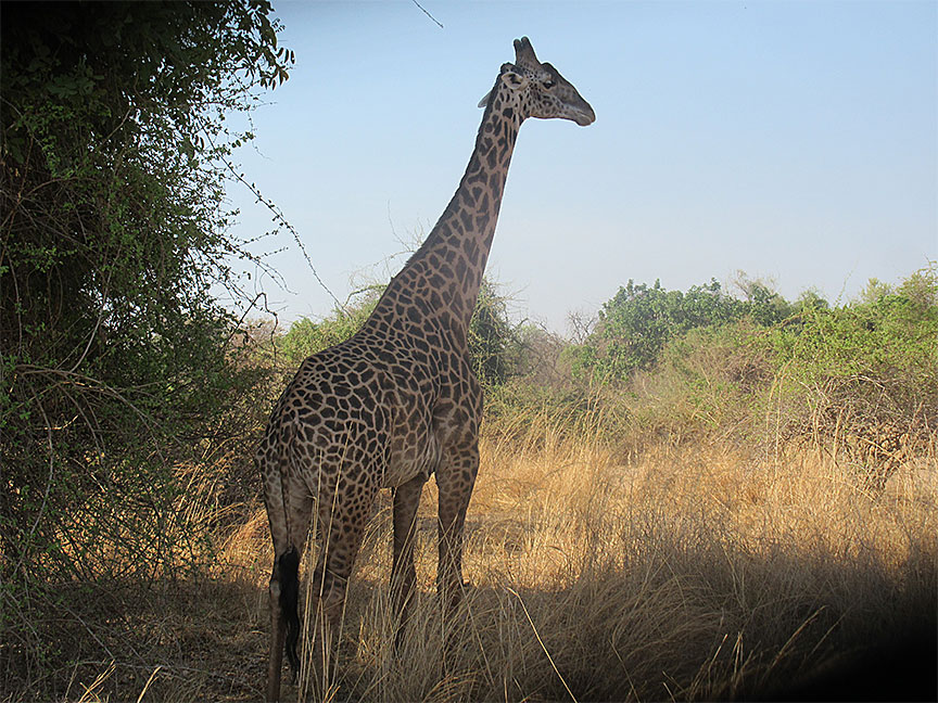 Wildlife Camp