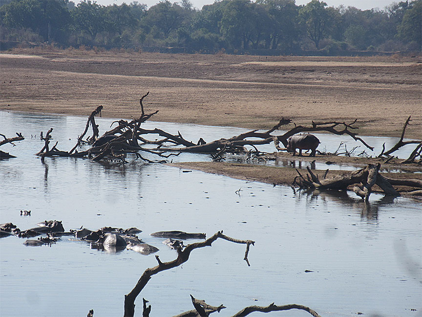 Wildlife Camp