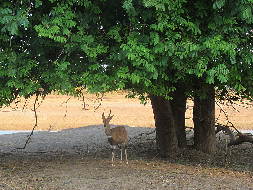 Wildlife Camp