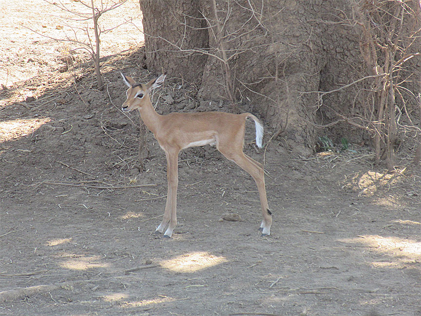 Wildlife Camp