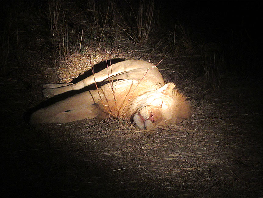Wildlife Camp